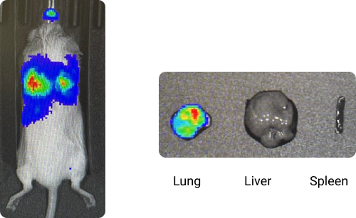 Group 22038 (2) content-image